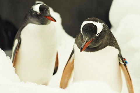 Penguin Passport At SEA LIFE Melbourne Aquarium - Accommodation Gladstone 2