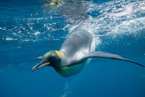 Penguin Passport At SEA LIFE Melbourne Aquarium - Accommodation Gladstone 3