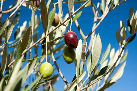 Fine Flavours - Full Day Kangaroo Island Food & Wine Tour - Accommodation Gladstone 4