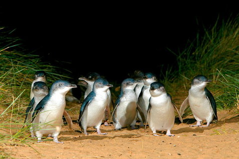 Melbourne Combo: Great Ocean Road, Puffing Billy, Moonlit Sanctuary & Penguins - Accommodation Gladstone 4