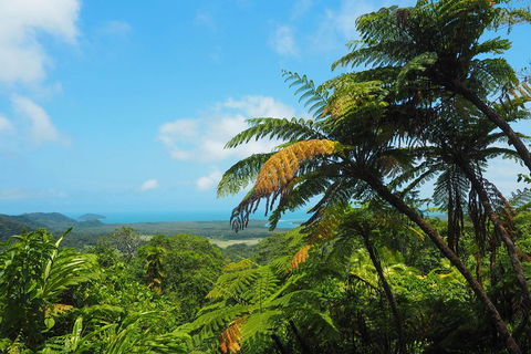 Cape Tribulation, Daintree Rainforest And Wildlife Tour - Accommodation Gladstone 3