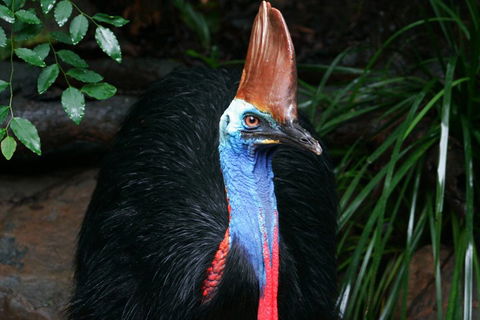 Cape Tribulation, Daintree Rainforest And Wildlife Tour - Accommodation Gladstone 5