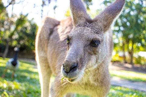 Virtual Interactive Australian Wildlife Tour With Private Guide-Wildlife Habitat - Accommodation Gladstone 2
