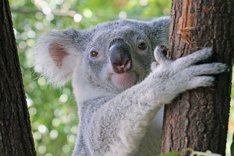 Virtual Interactive Australian Wildlife Tour With Private Guide-Wildlife Habitat - Accommodation Gladstone 3