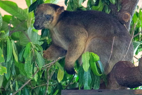 Virtual Interactive Australian Wildlife Tour With Private Guide-Wildlife Habitat - Accommodation Gladstone 4