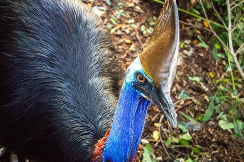 Virtual Interactive Australian Wildlife Tour With Private Guide-Wildlife Habitat - Accommodation Gladstone 5