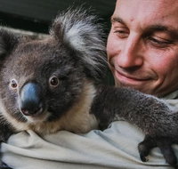 Kangaroos  Koala encounter experience Half day private tour