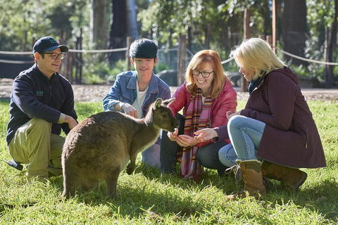 VIP Sanctuary Tour At Healesville Sanctuary Ticket - Accommodation Gladstone 2