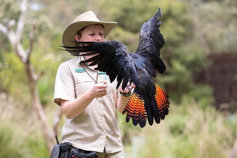 VIP Sanctuary Tour At Healesville Sanctuary Ticket - Accommodation Gladstone 5