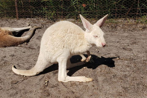 Very Best Of Perth Tour - Wildlife Park & City Highlights Tour - Accommodation Gladstone 3