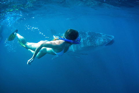 6-Day Coral Coaster From Perth To Exmouth One-Way Via Monkey Mia Ningaloo Reef - Accommodation Gladstone 3