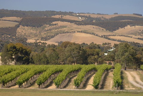 McLaren Vale And Glenelg Wine Tasting And Sightseeing (Half-day Afternoon) - Accommodation Gladstone 2