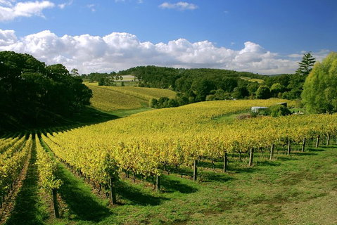 McLaren Vale And Glenelg Wine Tasting And Sightseeing (Half-day Afternoon) - Accommodation Gladstone 4