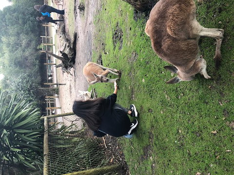 Perth Hills - Wildlife, Art & Gastronomy - Accommodation Gladstone 4