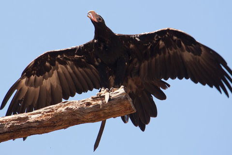 Puffing Billy And Healesville Sanctuary Scenic Tour - Accommodation Gladstone 4