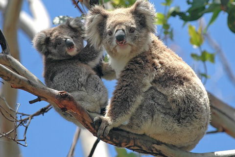 Puffing Billy And Healesville Sanctuary Scenic Tour - Accommodation Gladstone 5
