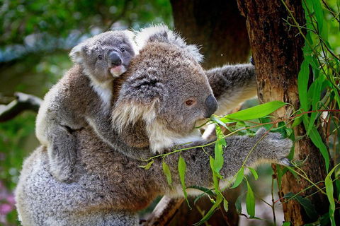 1 Day Exclusively Private Tour Of Phillip Island & The Penguin Parade - Accommodation Gladstone 2