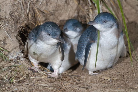 1 Day Exclusively Private Tour Of Phillip Island & The Penguin Parade - Accommodation Gladstone 5