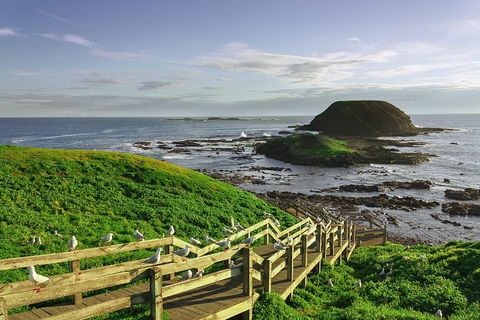 Full-Day Private Australian Wildlife Tour Of Phillip Island - Accommodation Gladstone 0
