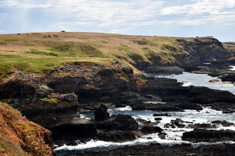 Full-Day Private Australian Wildlife Tour Of Phillip Island - Accommodation Gladstone 4