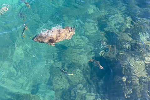 Aquascene Magnetic Island Discovery Tour - Accommodation Gladstone 1