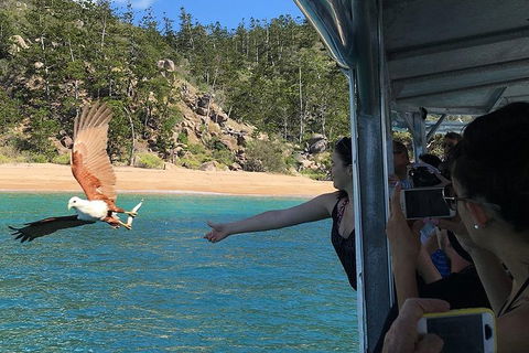 Aquascene Magnetic Island Discovery Tour - Accommodation Gladstone 2