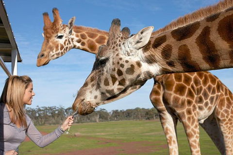 Melbourne City Card (2 Days): Visit Unlimited Attractions! - Accommodation Gladstone 1