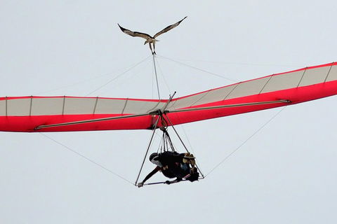Hang Gliding With HangglideOz - Accommodation Gladstone 0