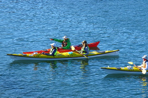 Half-Day Sydney Middle Harbour Guided Kayaking Eco Tour - Accommodation Gladstone 0