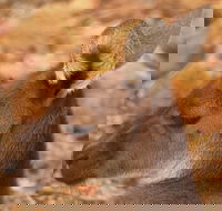 Australian animals Seascape and Sunset Photography Tour - Accommodation Gladstone