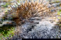 LGBT Friendly 3 Day Tour The Grampians Daylesford  Ballarat, Melbourne