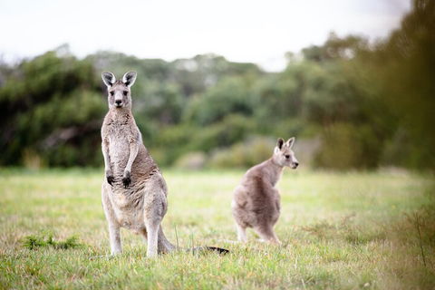 LGBT+ Friendly 3 Day Tour The Grampians, Daylesford & Ballarat - Accommodation Gladstone 2