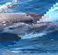 Jervis Bay Dolphin Watch Cruise - Accommodation Gladstone