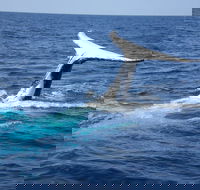 Whale Watching Jervis Bay - Accommodation Gladstone