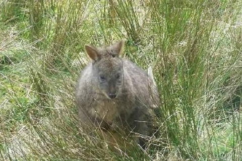 Leven Canyon Day Trip Including Wings Wildlife Park Or Gunns Plains Caves - Accommodation Gladstone 3