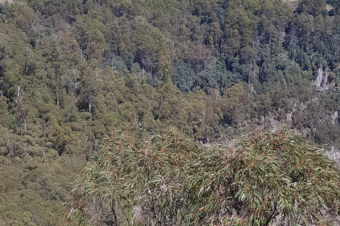 Leven Canyon Day Trip Including Wings Wildlife Park Or Gunns Plains Caves - Accommodation Gladstone 4