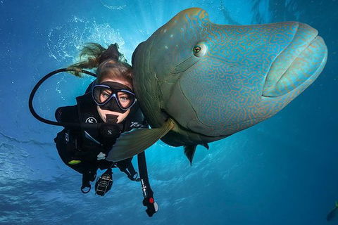 Great Barrier Reef Snorkeling And Diving Cruise From Cairns - Accommodation Gladstone 0