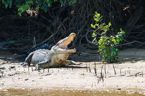 Full Day Cooktown Private Tour - Accommodation Gladstone 4