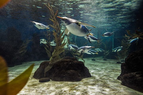 SEA LIFE Sydney Aquarium Entrance Ticket - Accommodation Gladstone 0