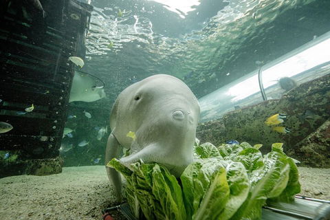 SEA LIFE Sydney Aquarium Entrance Ticket - Accommodation Gladstone 2