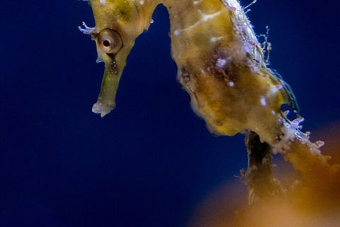 SEA LIFE Sydney Aquarium Entrance Ticket - Accommodation Gladstone 4