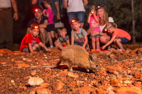 Alice Springs Desert Park Nocturnal Tour - Accommodation Gladstone 1