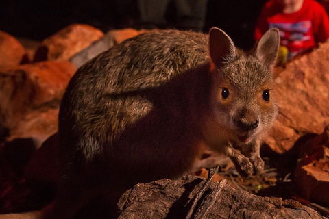 Alice Springs Desert Park Nocturnal Tour - Accommodation Gladstone 3