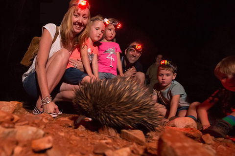 Alice Springs Desert Park Nocturnal Tour - Accommodation Gladstone 5