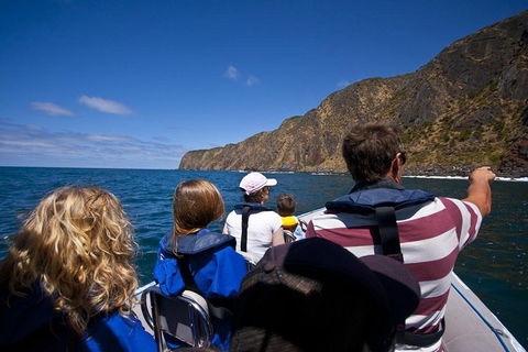 Seal Island Boat Tour From Victor Harbor - Accommodation Gladstone 0