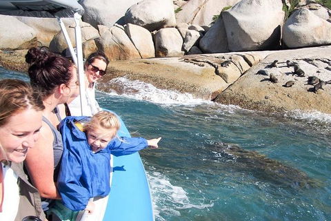 Seal Island Boat Tour From Victor Harbor - Accommodation Gladstone 4