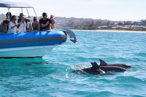 Seal Island Boat Tour From Victor Harbor - Accommodation Gladstone 5