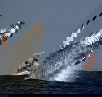 Sydney Harbour Tall Ship Whale  Sail - Whale Watching Cruise - Accommodation Gladstone