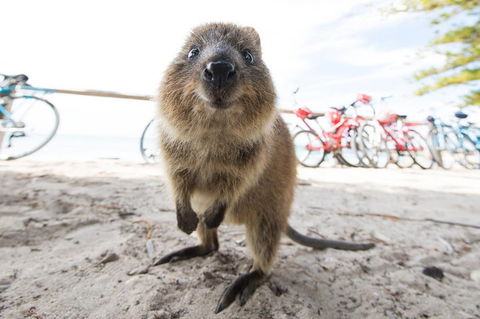 Rottnest Island Round-Trip Ferry From Perth Or Fremantle - Accommodation Gladstone 3