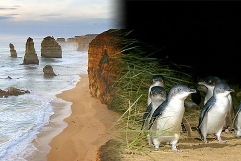 Melbourne Super Saver: Great Ocean Road + Phillip Island + Attraction Pass - Accommodation Gladstone 0